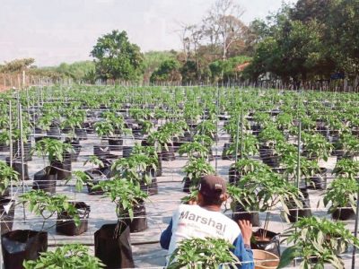 JERANTUT 15 MAY 2016. Ladang cili di Jerantut yang diusahakan dengan tawaran modal kepada ahli serta jaminan faedah melebihi 20 peratus sebulan.