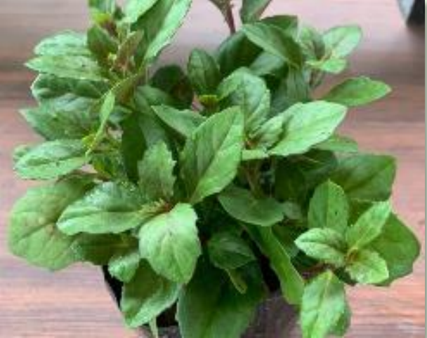 Sambung Nyawa Comel / Cute Longevity Spinach - Herbalwise Holdings