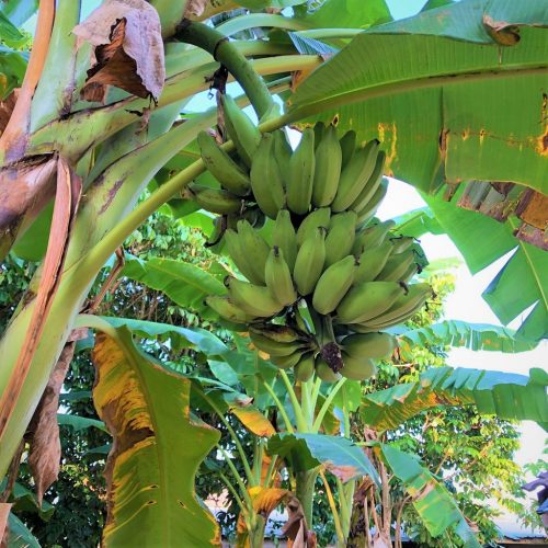 Pokok pisang kebatu bersaiz sederhana di tanam di kebun pisang