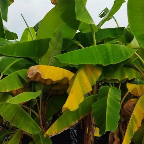 Anak pokok pisang untuk dijual