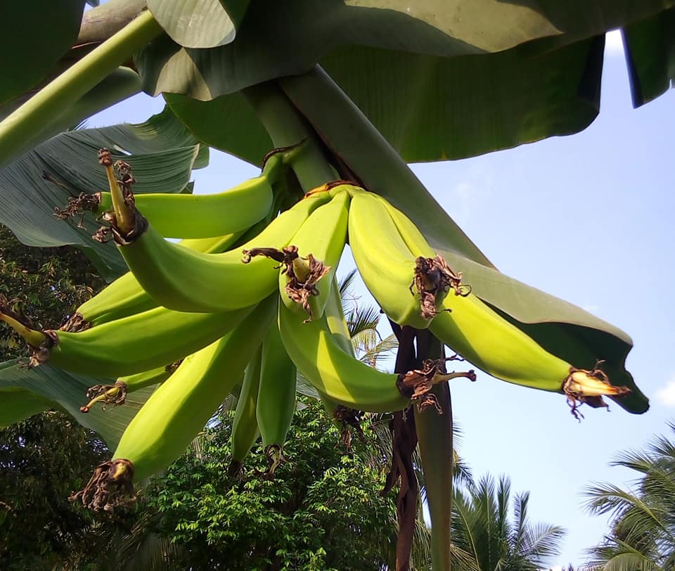 Pisang Tanduk / Horn Banana - Herbalwise Holdings