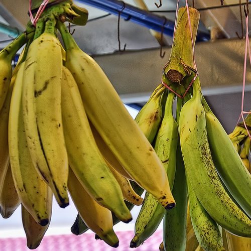 Pisang Tanduk / Horn Banana - Image 5