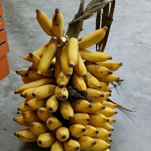 Pisang Kelat Lega - Image 4