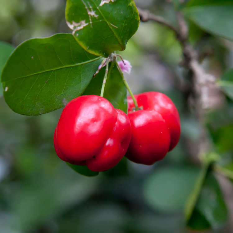 Ceri Barbados / Barbados Cherry - Herbalwise Holdings