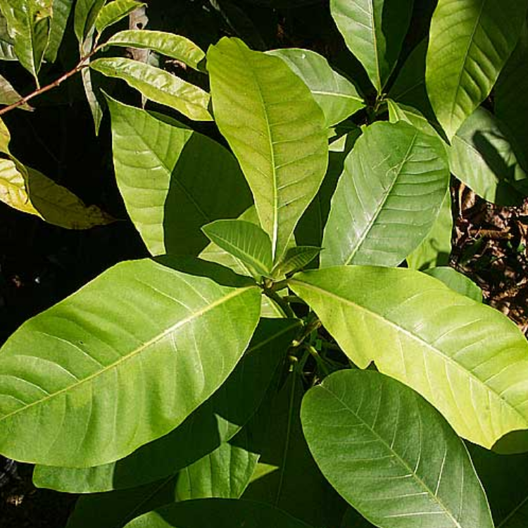 Buah Engkalak / Butter Fruit - Herbalwise Holdings