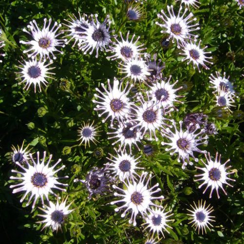 Trailing African Daisy - Image 3