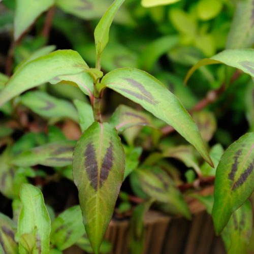 Kesum Vietnam / Vietnamese Coriander - Image 5