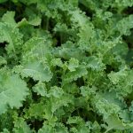 green-curly-kale-plant-in-a-vegetable-garden-free-photo