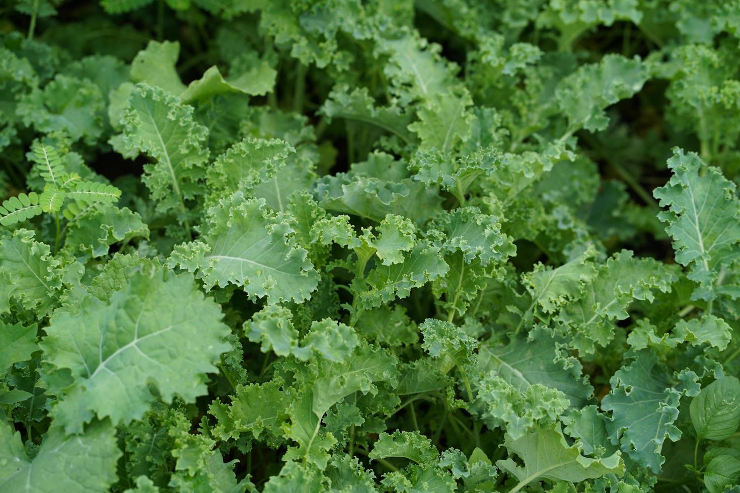 Kubis Kerinting / Curly Kale - Herbalwise Holdings