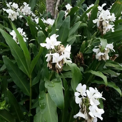 Gandasuli Putih / White Fragrant Butterfly Ginger - Image 3