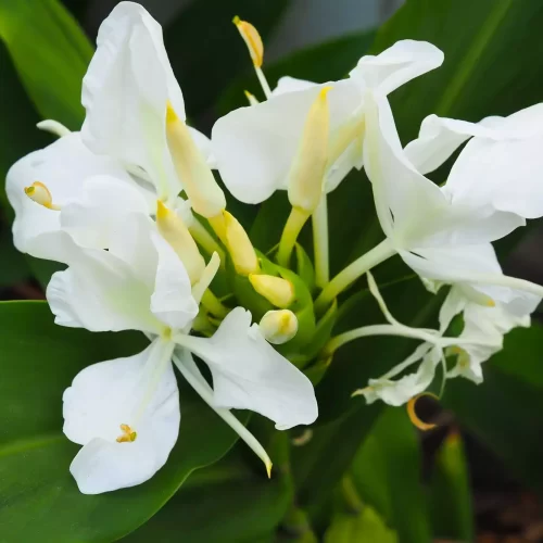 Gandasuli Putih Mata Kuning / White Fragrant Butterfly Ginger 'Yellow' - Image 4