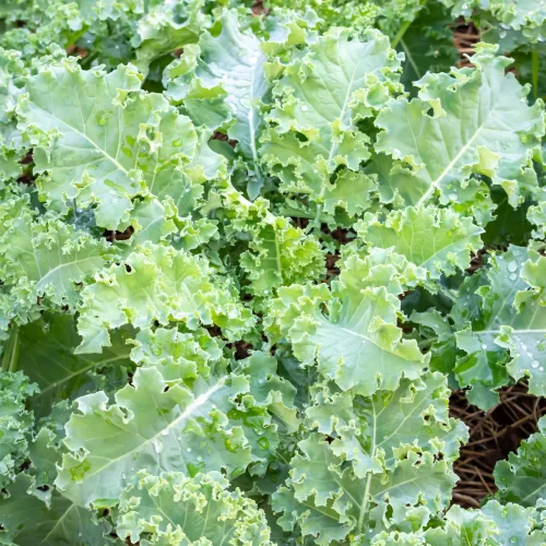 Kubis Kerinting / Curly Kale - Image 4