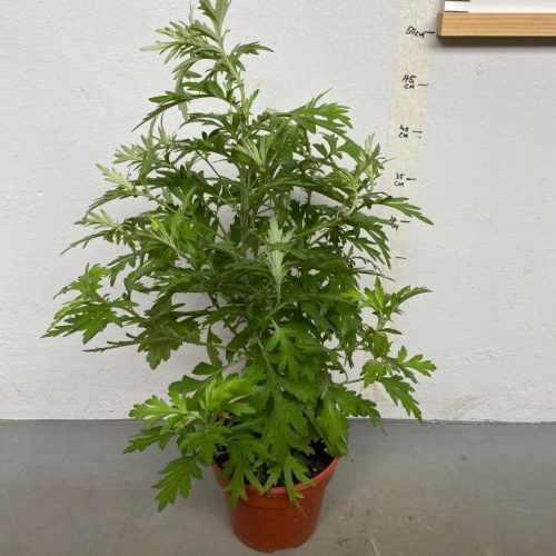 Bebaru Cina / Mugwort - Image 4