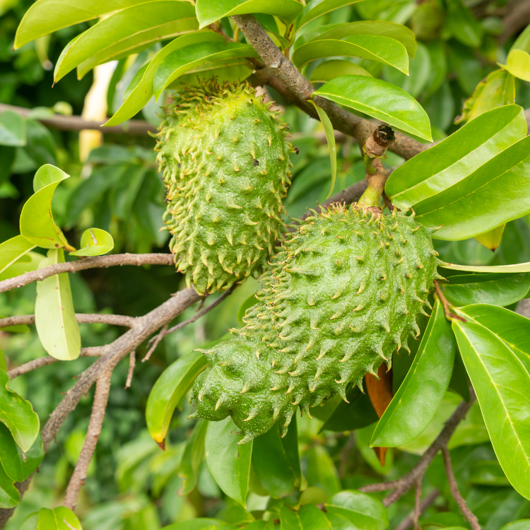 Durian Belanda / Soursop - Herbalwise Holdings