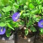 vamsha-blue-butterfly-pea-plant-002-1-vamsha-nature-care-original-imafhf65vjrcsegr