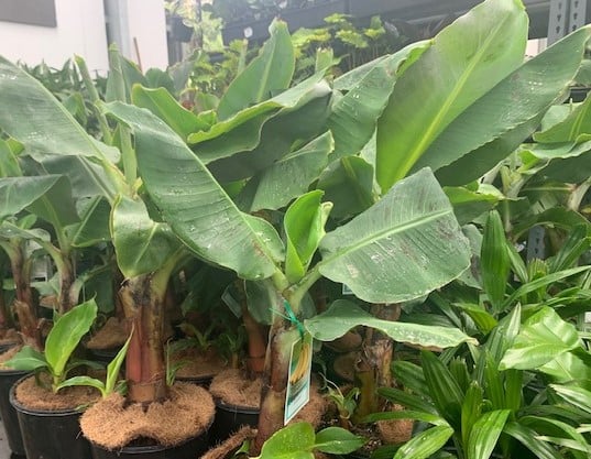 Pisang Serendah   Dwarf Cavendish Banana - Herbalwise Holdings