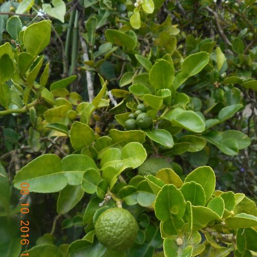 Limau Purut Thailand / Kaffir Lime - Image 5