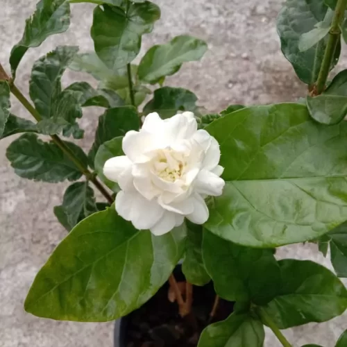 Melur Susun / Double Layer Jasmine / Grand Duke of Tuscany Jasmine - Image 4