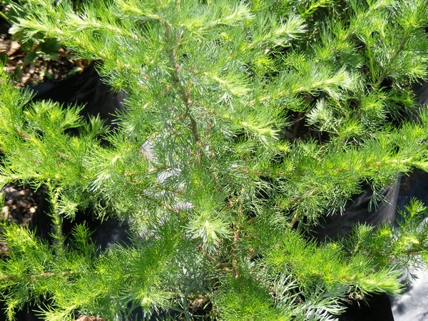 Redstem Wormwood / Artemisia Scoparia
