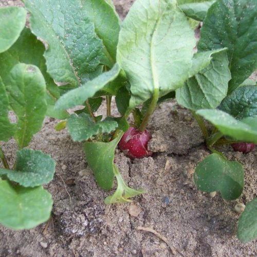 Radish Merah / Red Radish - Image 3