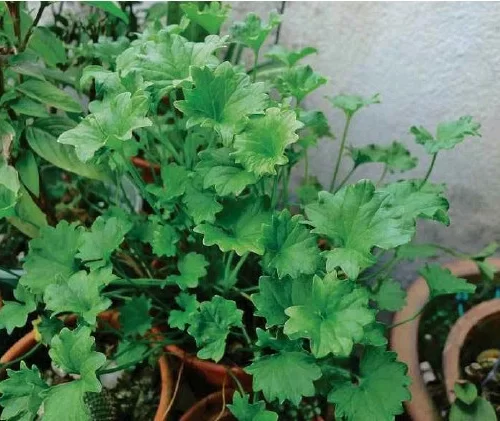 Pegaga Nyonya / Asiatic Pennywort - Image 4