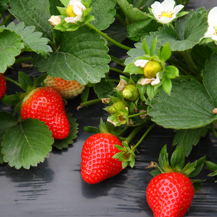 Strawberi / Strawberry - Herbalwise Holdings