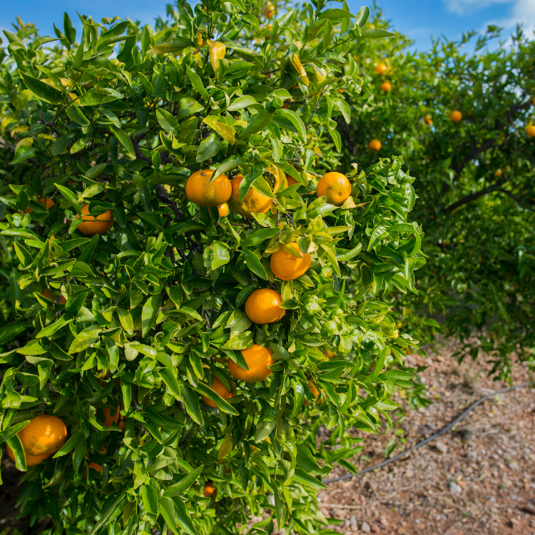 Limau Sunkist / Sunkist Orange Herbalwise Holdings