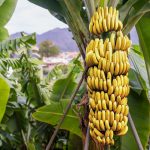 Banana,Tree,With,A,Bunch,Of,Ripe,Yellow,Bananas,Plant