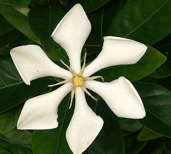 Melur Vietnam / Vietnamese Gardenia