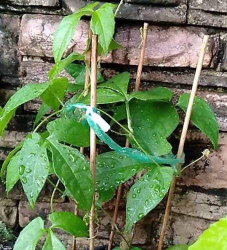 Buah Gac / Gac Fruit - Image 5