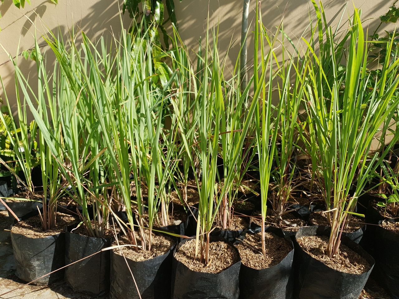 Serai Makan / Lemongrass
