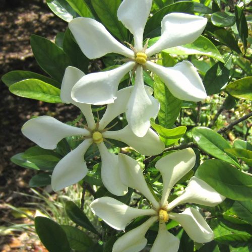 Melur Vietnam / Vietnamese Gardenia - Image 5