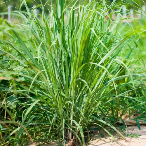 Serai Makan / Lemongrass - Image 6