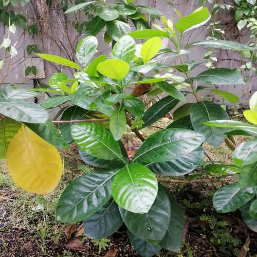 Melur Gajah 'Double' / Double Tahitian Gardenia (Gardenia Taitensis 'Double') - Image 3