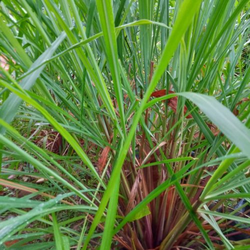 Serai Wangi / Citronella Grass - Image 3