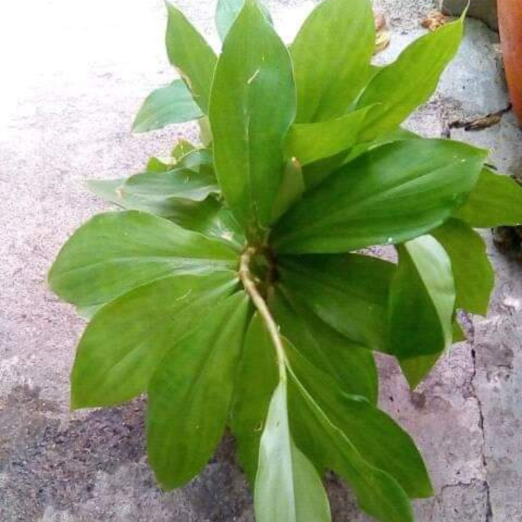 Pokok Insulin / Insulin Plant (Costeus Igneus) Herbalwise Holdings