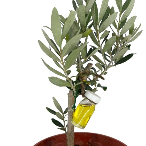 Bonsai Zaitun Turkiye Saiz 4 Tahun/ Olive Bonsai Turkiye Size 4 Years - Image 3