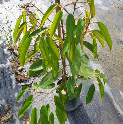 Durian Hajjah Hasmah/ Durian IOI (Durio zibethinus var. ‘IOI’)- Pokok Hidup/ Live Plant - Image 3