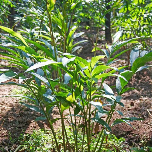 Pelaga/Cardamom (Elettaria Cardamomum) -  Pokok Hidup/ Live Plant - Image 4