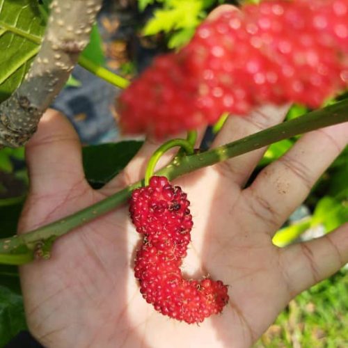 Mulberi Super Jumbo Turki/ Turkish Super Jumbo Mulberry (Morus Nigra) - Image 4